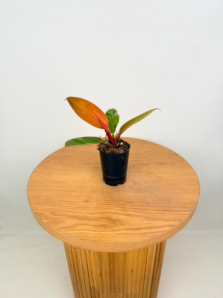 Philodendron Erubescens - Prince of Orange