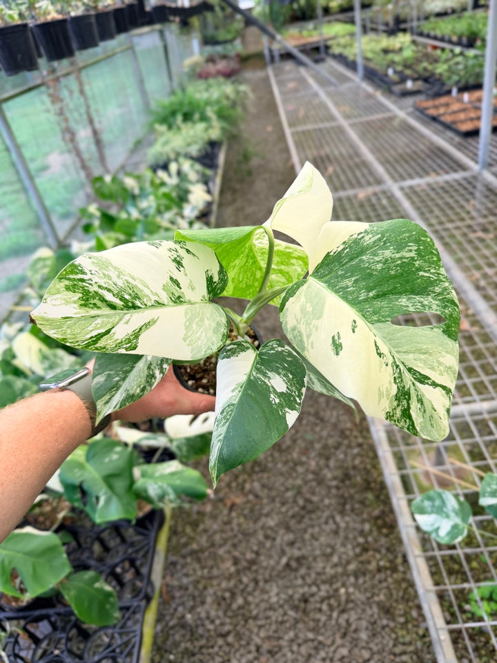 Handpicked #135 - Monstera Deliciosa Borsigiana Variegated Albo