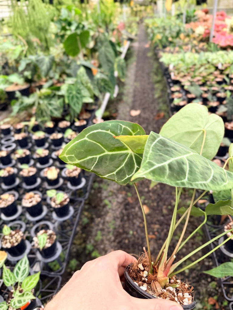 Handpicked #138 - Anthurium Crystallinum - Multi Headed