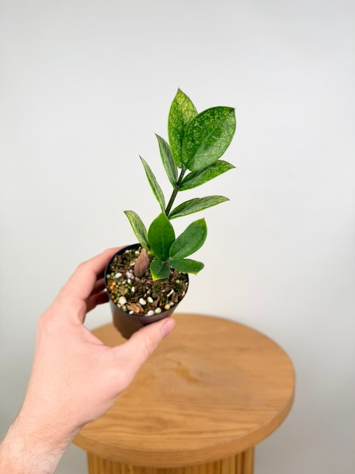 Zamioculcas Zamiifolia - Akebono