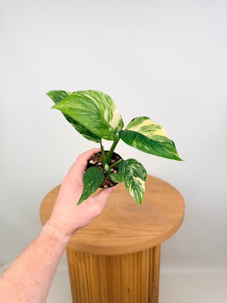 Monstera Lechleriana Variegata