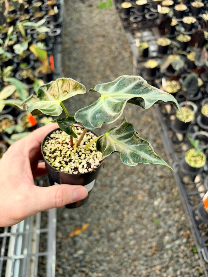 Handpicked #84 - Alocasia Loco