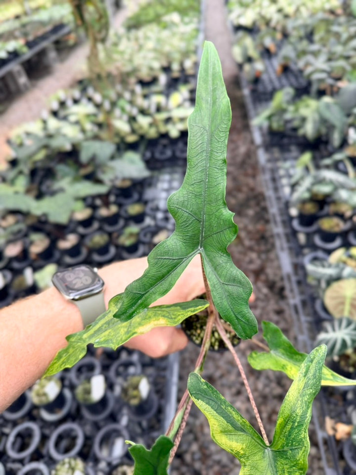 Handpicked #22 - Alocasia sp Sulewasi 'Sabrina Narrow' - Aurea Variegata