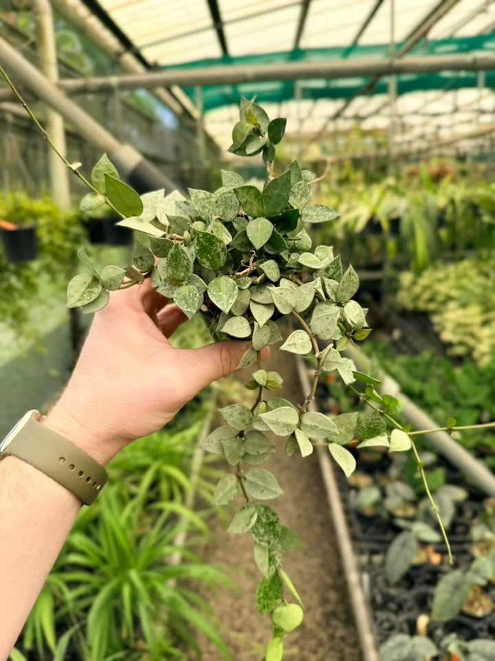 Hoya Krohniana - Super Silver