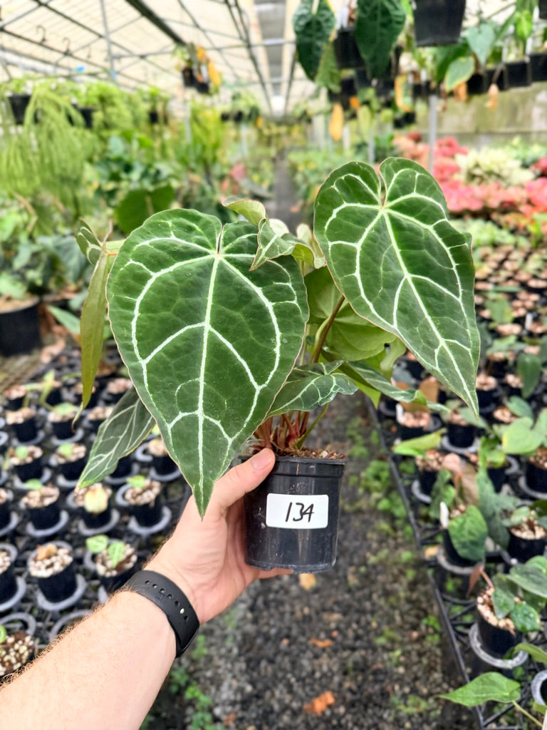 Handpicked #134 - Anthurium Crystallinum - Multi Headed