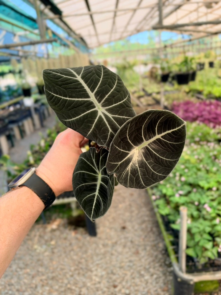Alocasia Reginula - Black Velvet