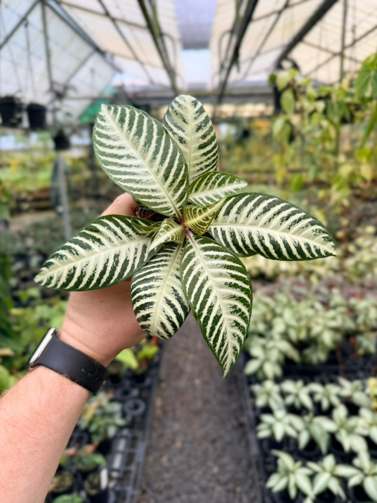 Aphelandra Squarrosa - White Wash