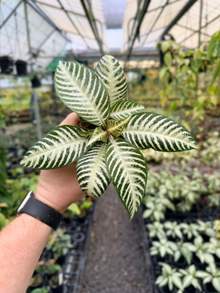 Aphelandra Squarrosa - White Wash
