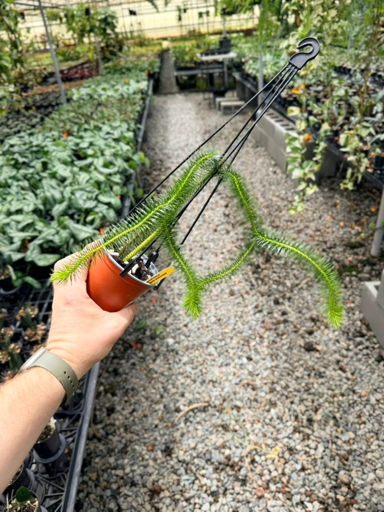 Handpicked #39 - Phlegmariurus Squarrosus [Huperzia Squarrosa] - Indonesian Long stem Tassel Fern