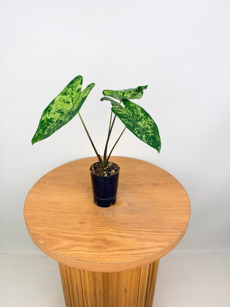 Caladium Bicolor - Frog in a Blender