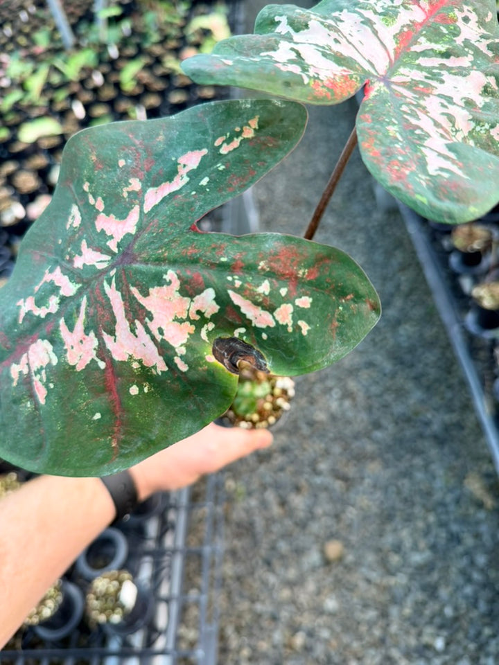 Handpicked #45 - Caladium Bicolor - Apple Blossom