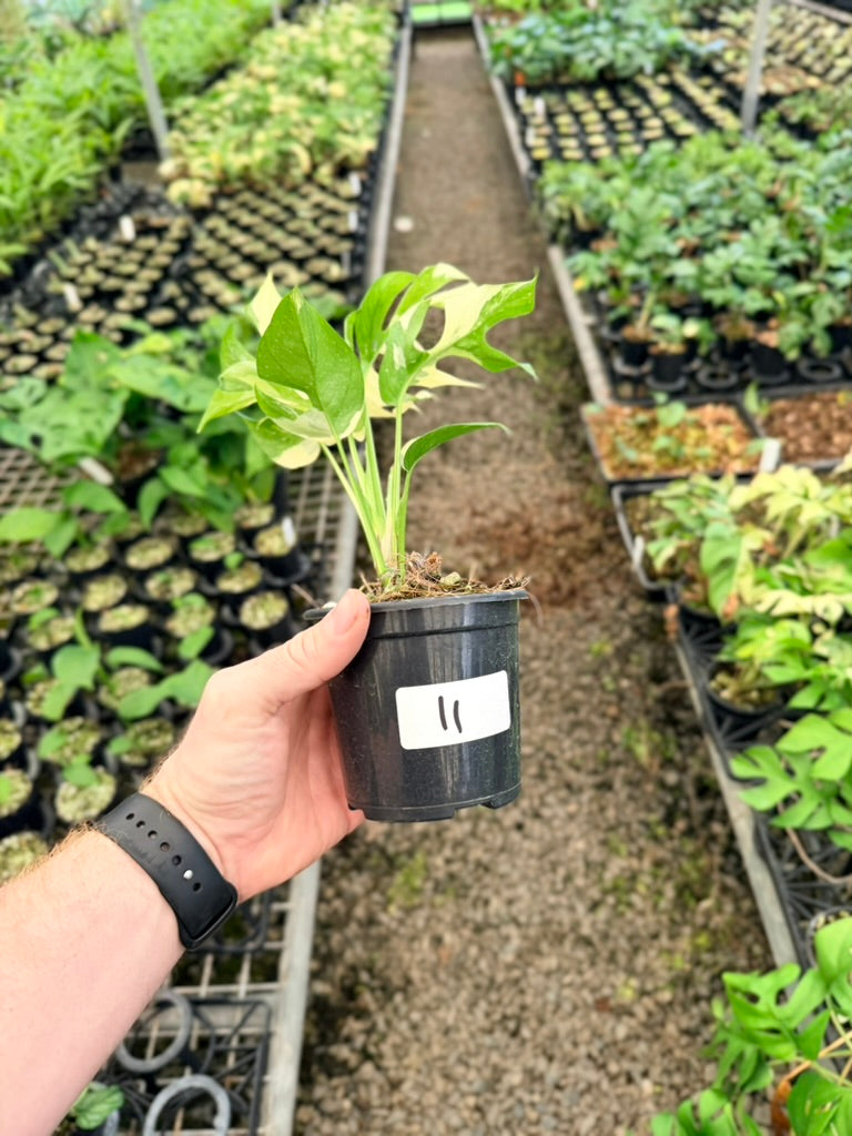 Handpicked #11 - Rhaphidophora Tetrasperma Variegata Albo
