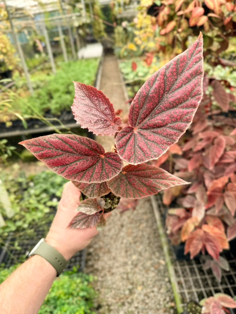 Begonia Maurice Amey