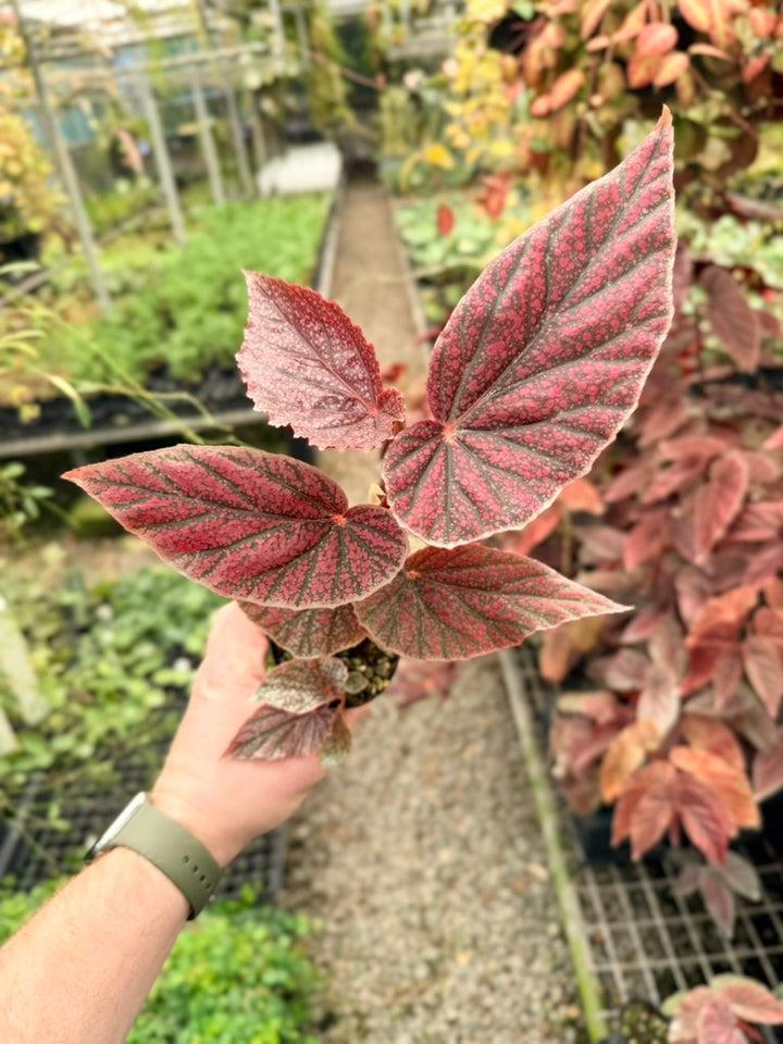 Begonia Maurice Amey