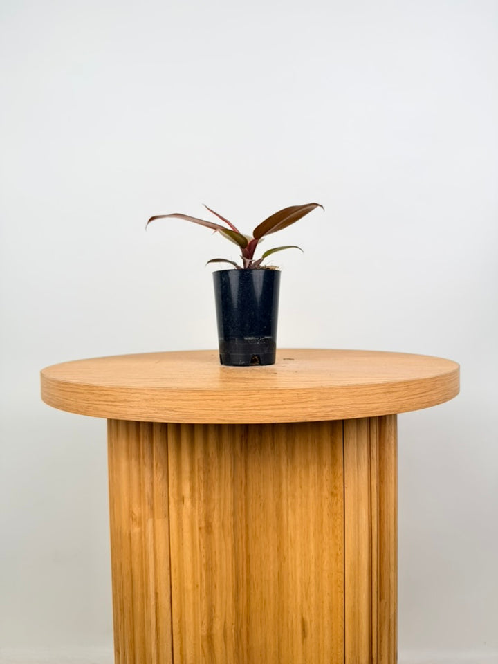 Philodendron Erubescens - Mccolley's Finale