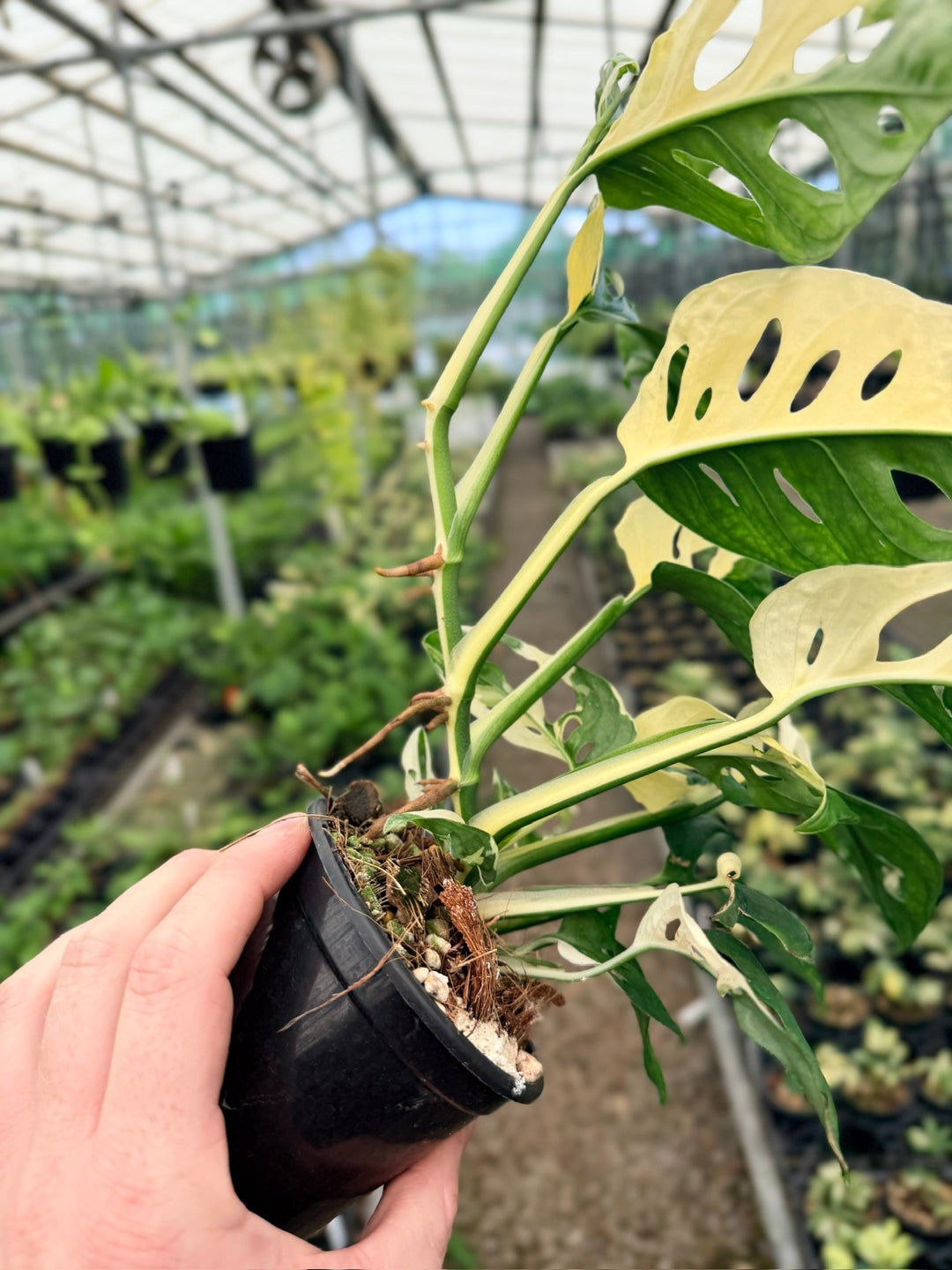 Handpicked #122 - Monstera Adansonii - Monkey Mask - Variegated Albo - Double Planted