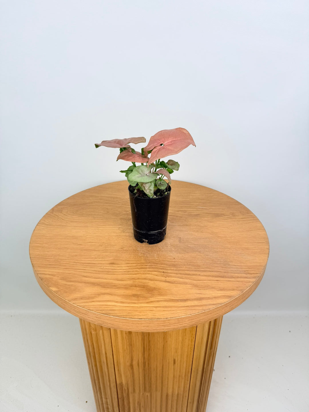 Syngonium Podophyllum - Red Heart