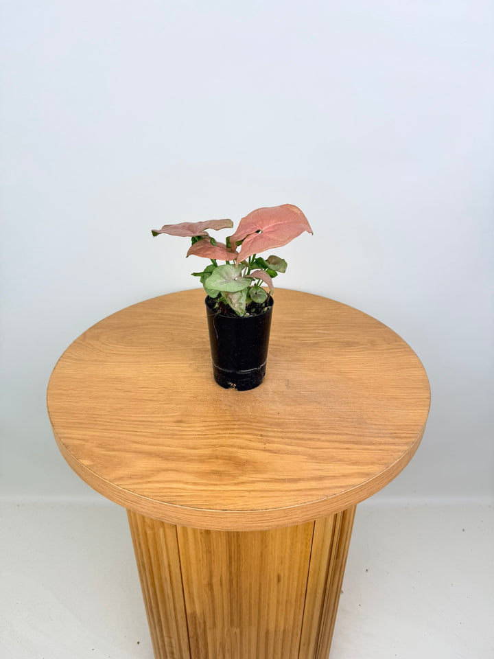Syngonium Podophyllum - Red Heart