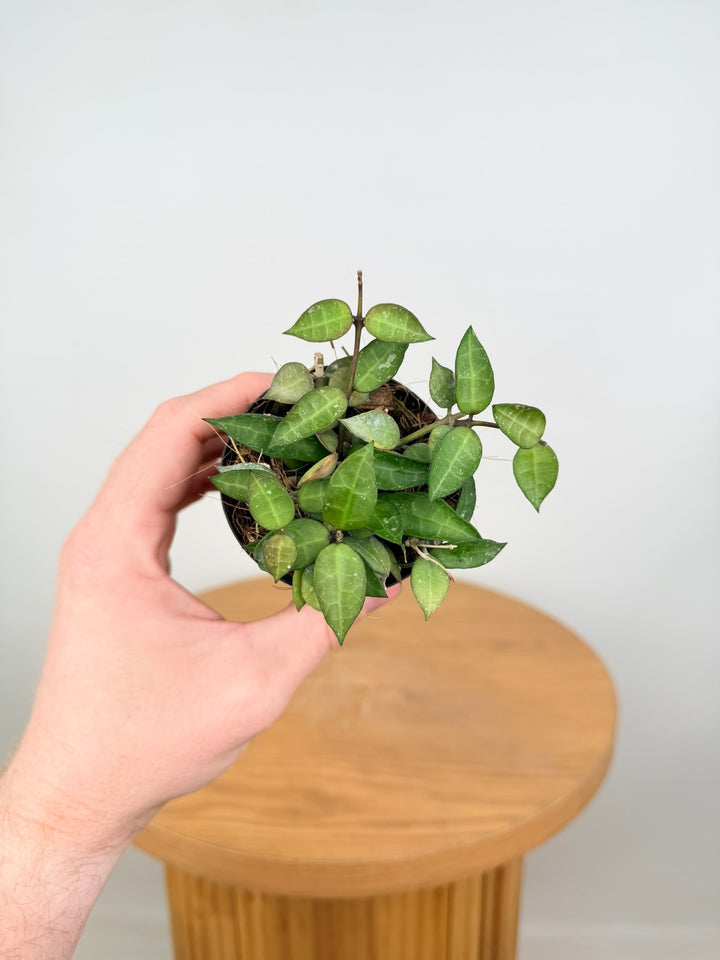 Hoya Lacunosa