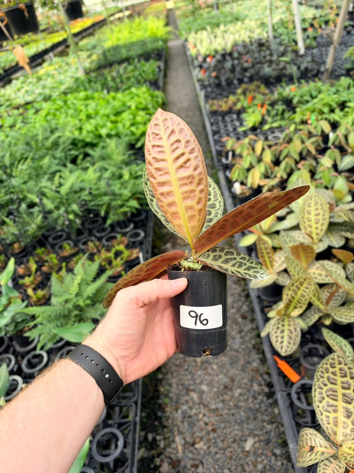 Handpicked #96 - Labisia Beccarii - Turtleback