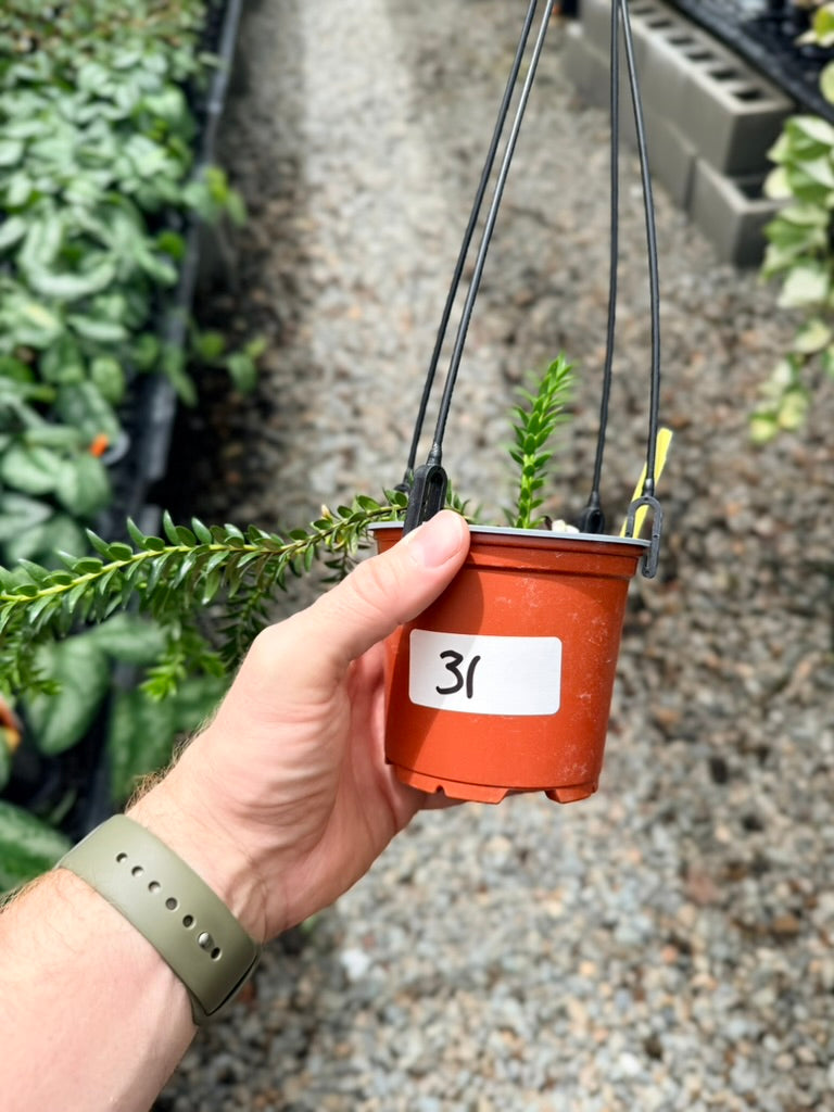Handpicked #31 - Phlegmariurus Phlegmarioides X Phlegmariurus Ledermannii - Tassel Fern