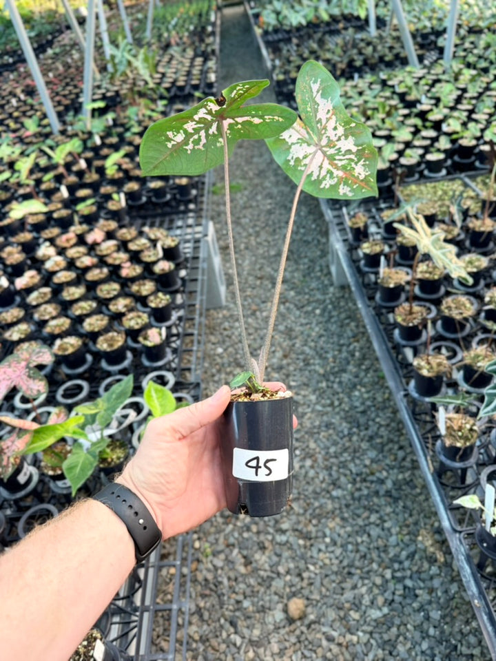Handpicked #45 - Caladium Bicolor - Apple Blossom