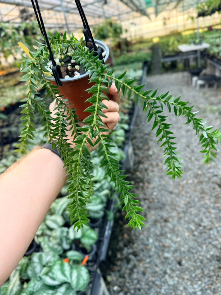 Handpicked #5 - Phlegmariurus Phlegmarioides X Phlegmariurus Ledermannii - Tassel Fern