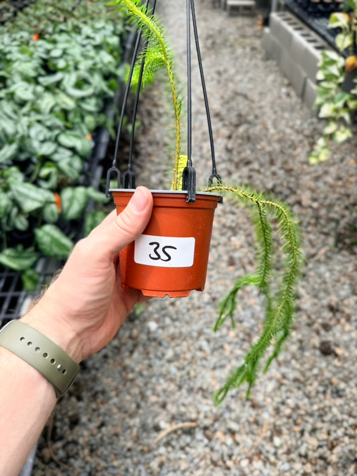 Handpicked #35 - Phlegmariurus squarrosus [Huperzia Squarrosa] - QLD Fine Rock Tassel Fern