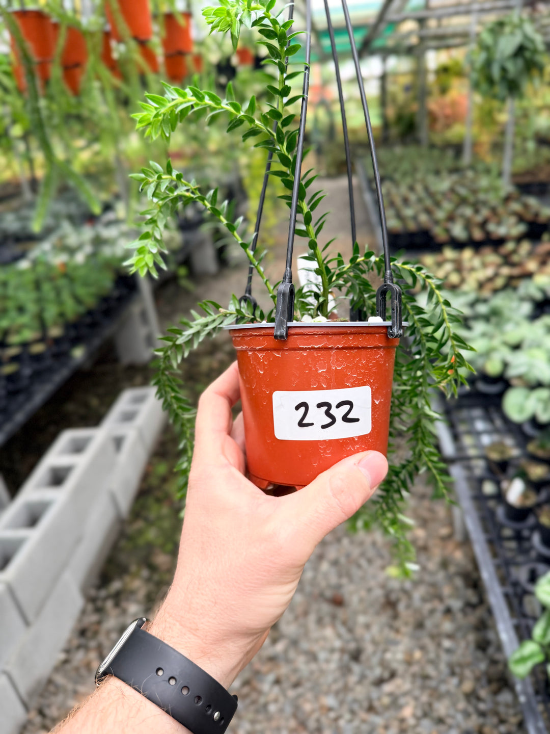 Handpicked #232 - Phlegmariurus Phlegmarioides X Phlegmariurus Ledermannii - Tassel Fern