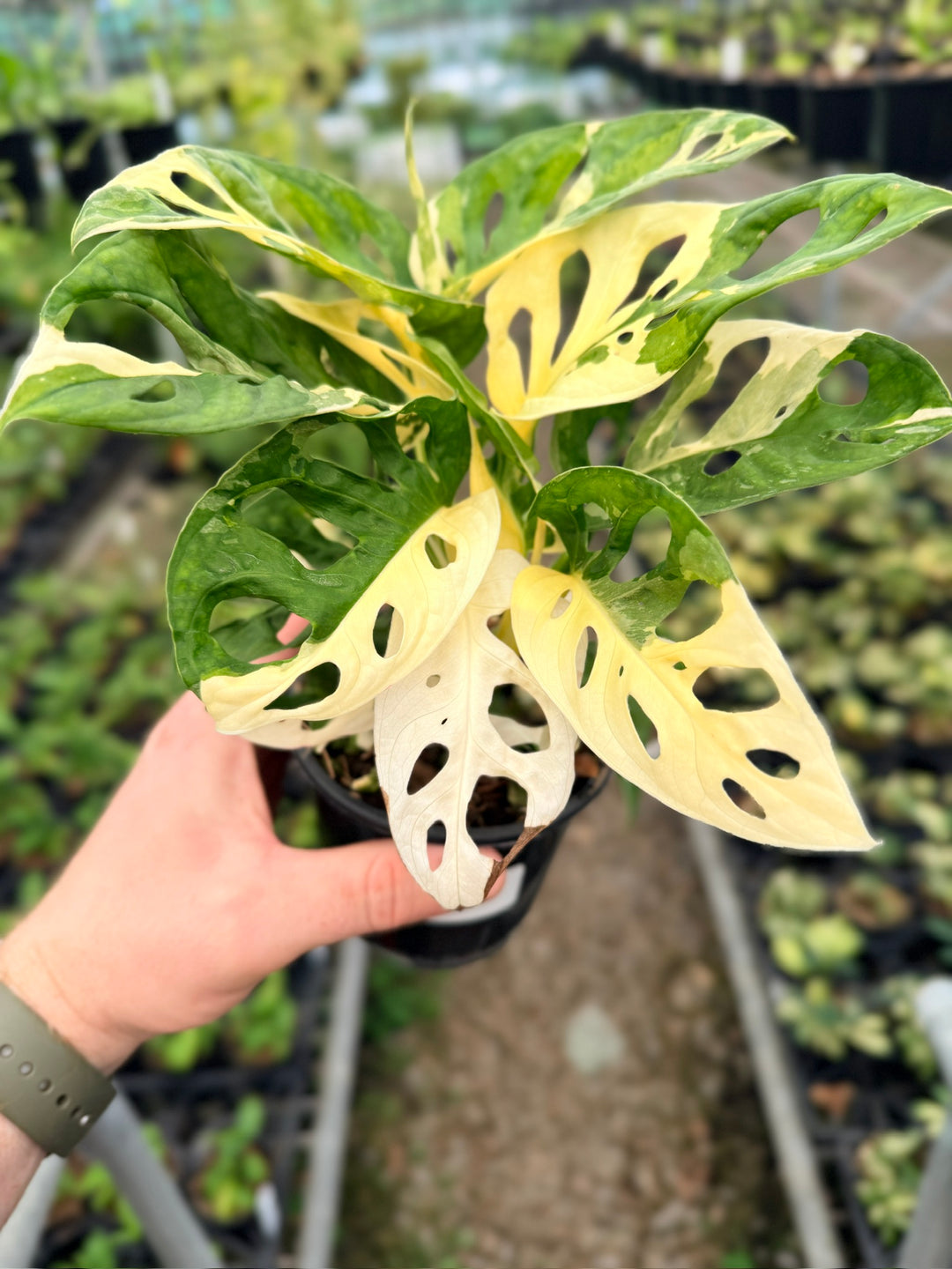 Handpicked #126 - Monstera Adansonii - Monkey Mask - Variegated Albo - Double Planted