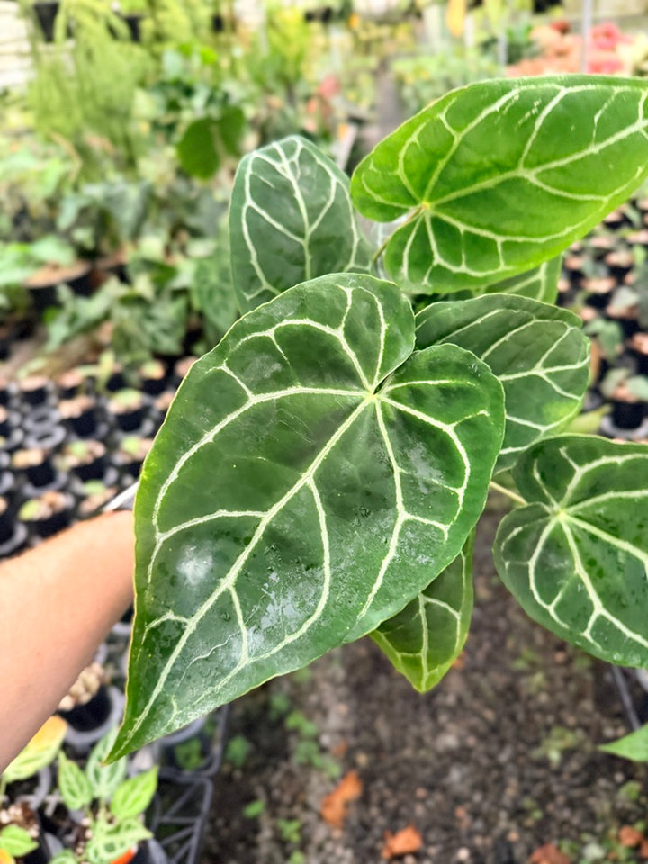 Handpicked #139 - Anthurium Crystallinum - Multi Headed