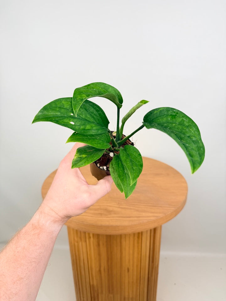 Monstera Pinnatipartita
