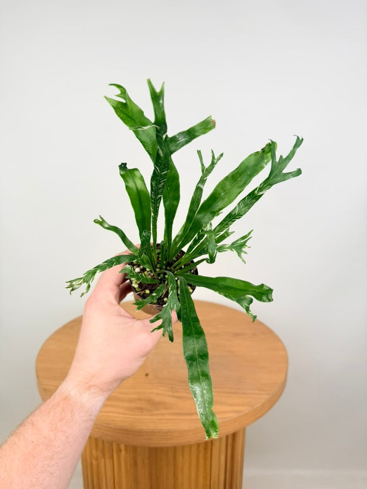 Asplenium Nidus Variegata