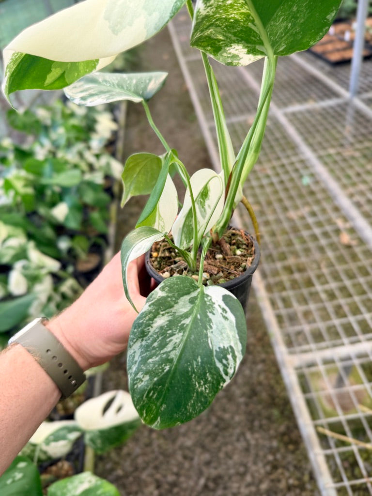 Handpicked #133 - Monstera Deliciosa Borsigiana Variegated Albo