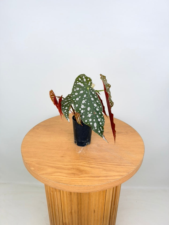 Begonia Maculata