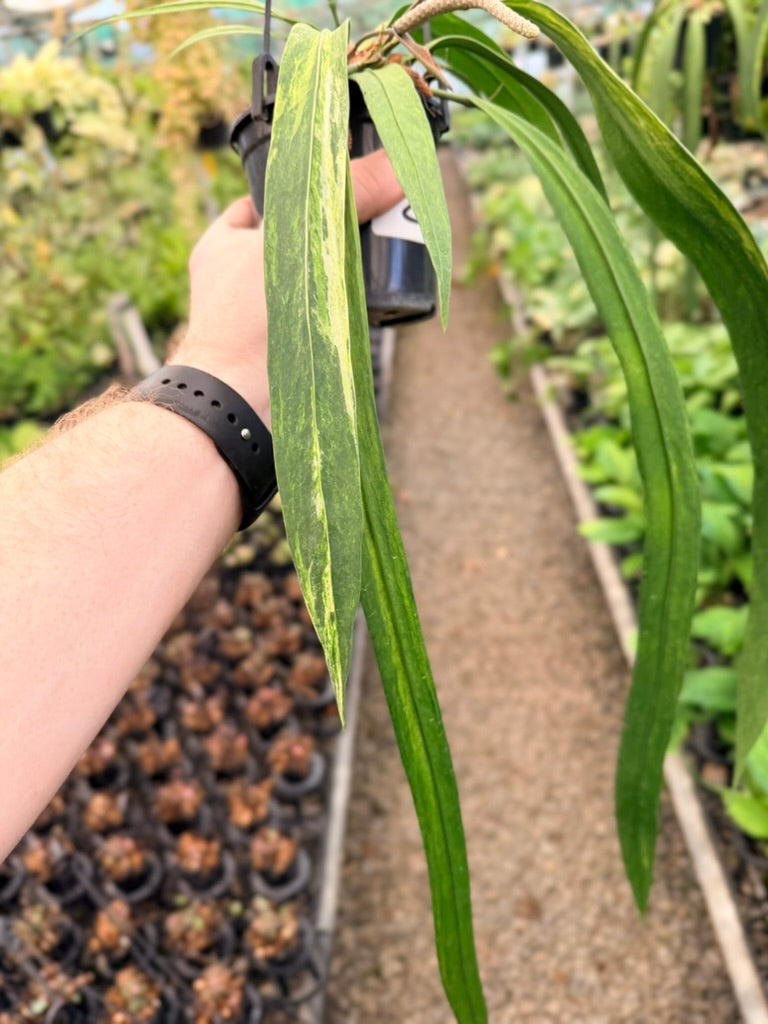 Handpicked #20 - Anthurium Vittariifolium Variegata