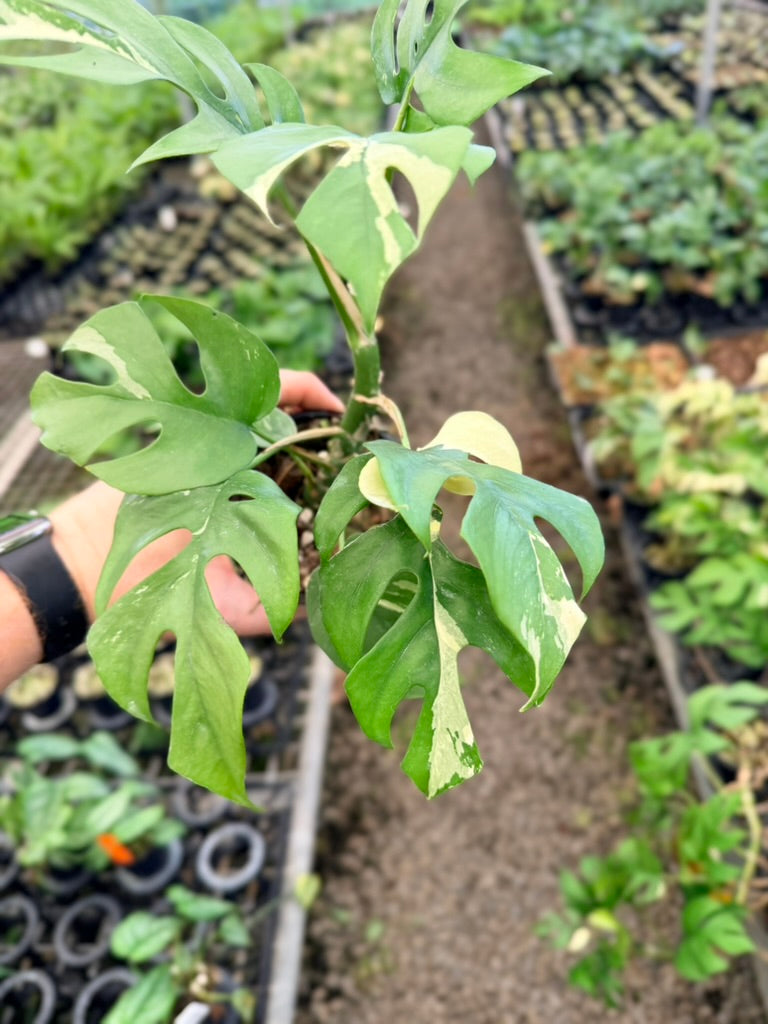 Handpicked #15 - Rhaphidophora Tetrasperma Variegata Albo