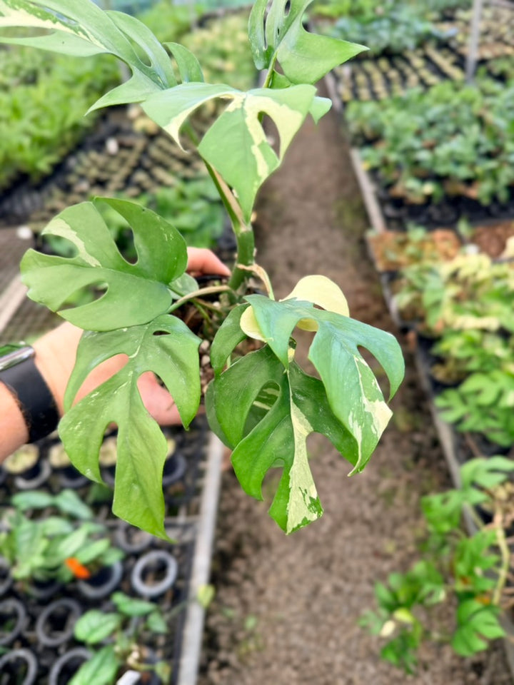 Handpicked #15 - Rhaphidophora Tetrasperma Variegata Albo