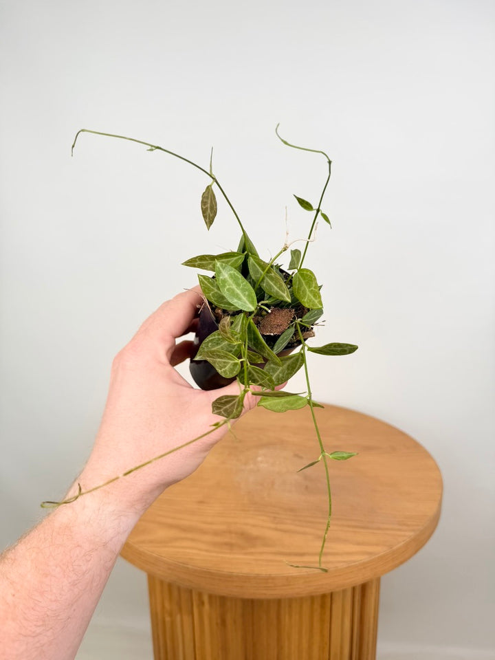 Dischidia Ovata - Large Leaf Form