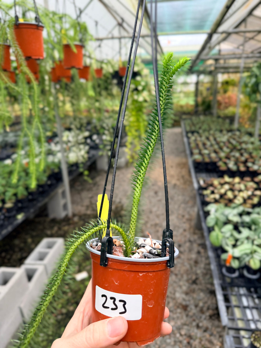 Handpicked #233 - Phlegmariurus squarrosus [Huperzia Squarrosa] - Thailand Large Rock Tassel Fern