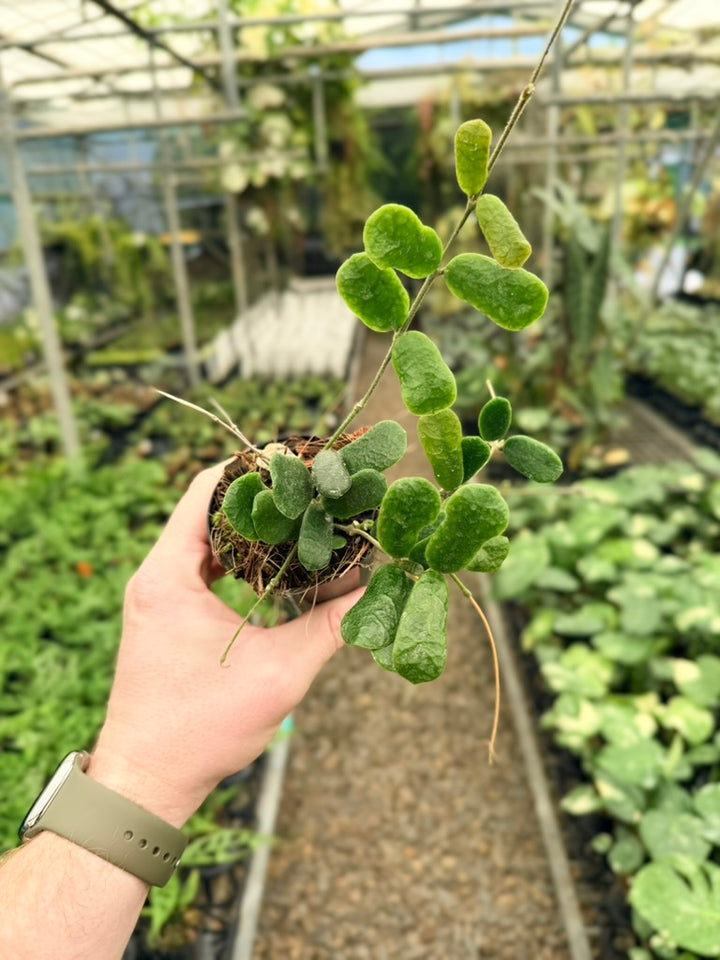 Hoya Rotundiflora