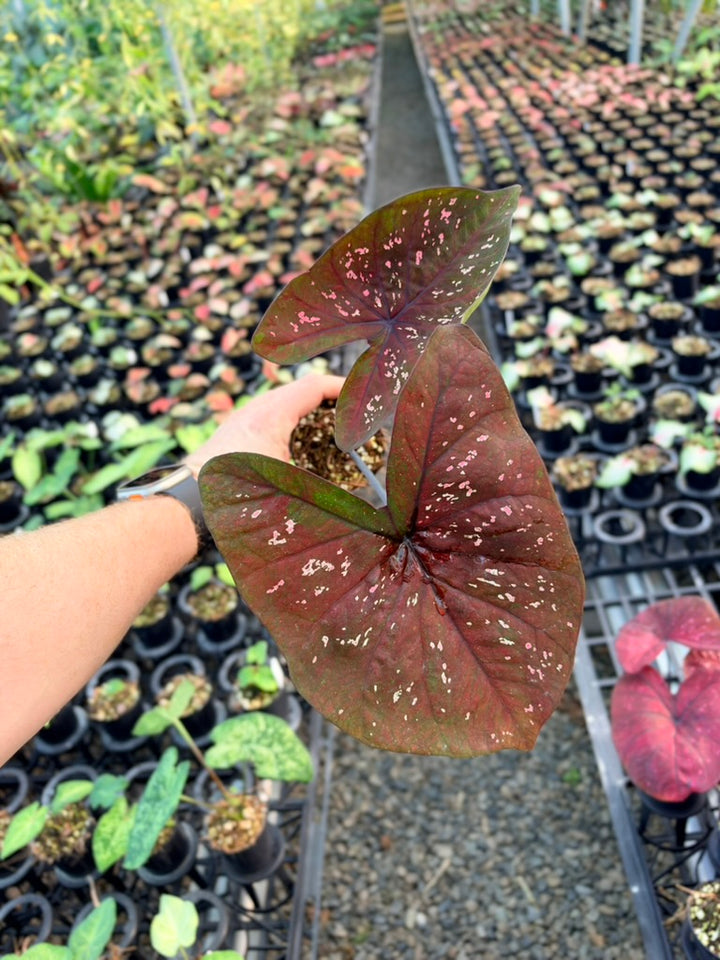 Handpicked #89 - Caladium Bicolor - NOID