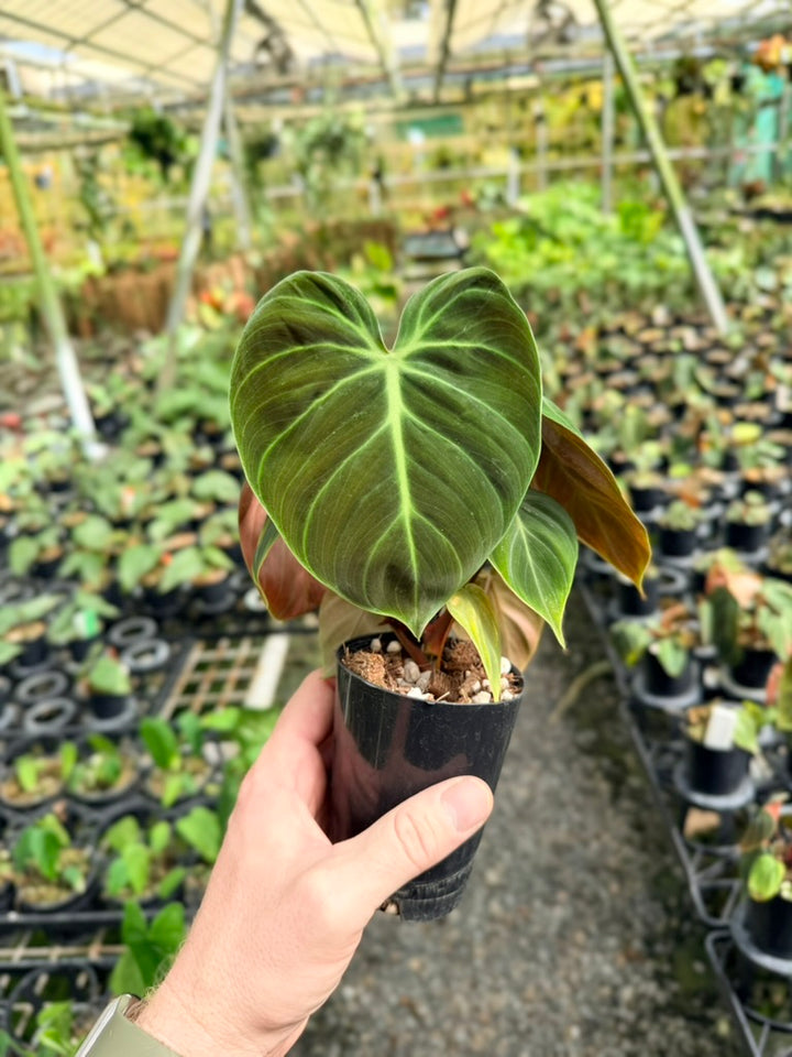 Philodendron Rubrijuvenile - El Choco Red