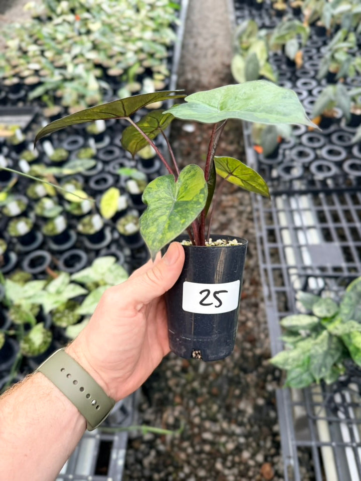 Handpicked #25 - Alocasia Yucatan Princess Variegata