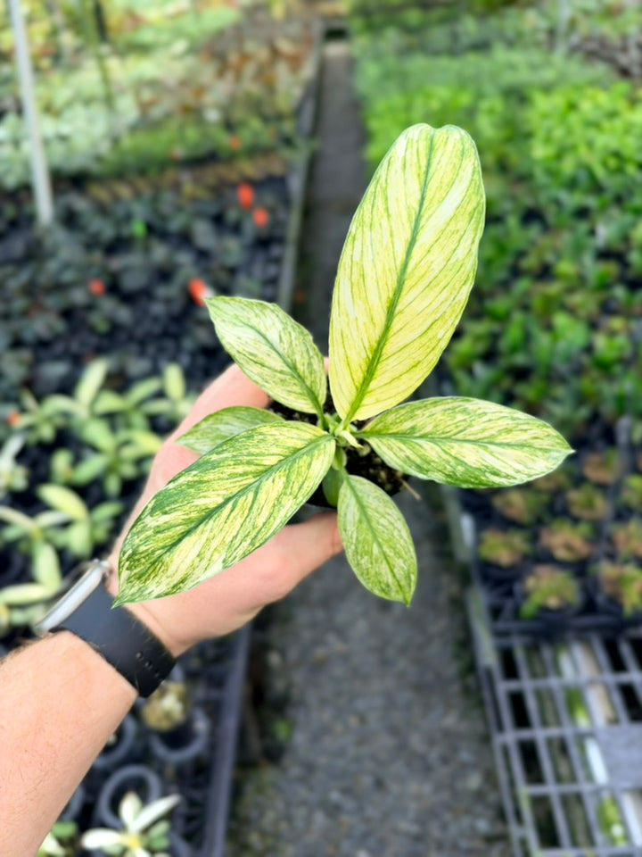 Spathiphyllum Sensation Variegata