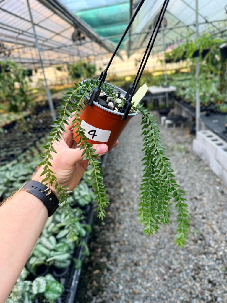 Handpicked #4 - Phlegmariurus Phlegmarioides X Phlegmariurus Ledermannii - Tassel Fern