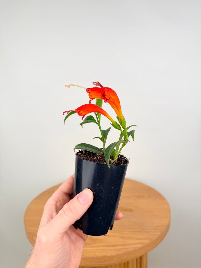 Aeschynanthus Fulgens - Flamethrower | Uprooted