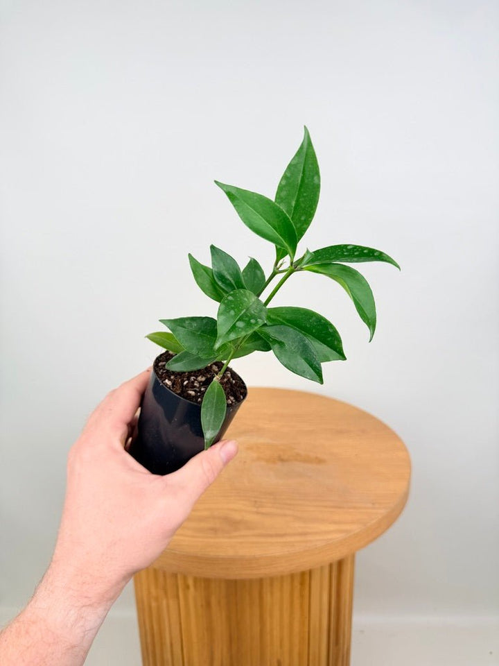 Aeschynanthus Fulgens - Flamethrower | Uprooted