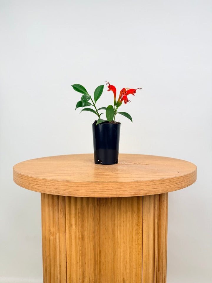 Aeschynanthus Fulgens - Flamethrower | Uprooted