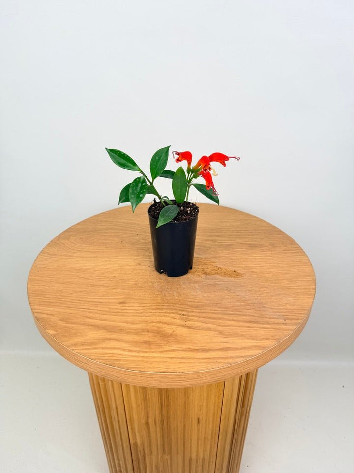 Aeschynanthus Fulgens - Flamethrower | Uprooted